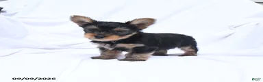 Ace
