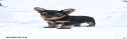 Yorkshire Terrier dogs for sale: Ace - Ad 1