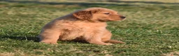 Golden Retriever dogs for sale: Pepper    Genetic/OFA - Ad 15