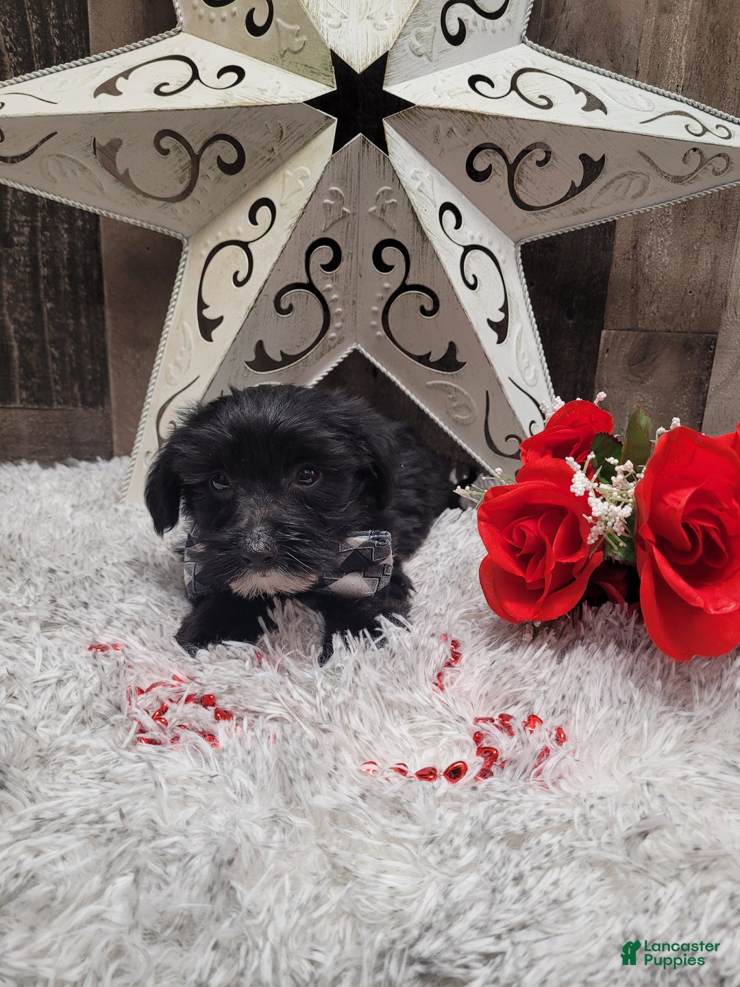 Mixed Breed dogs for sale: Muffin - Ad 6