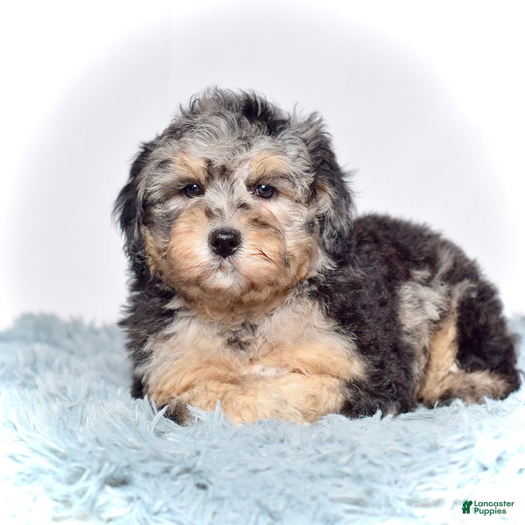 Mini Goldendoodle dogs for sale: Ms. Una - Ad 7