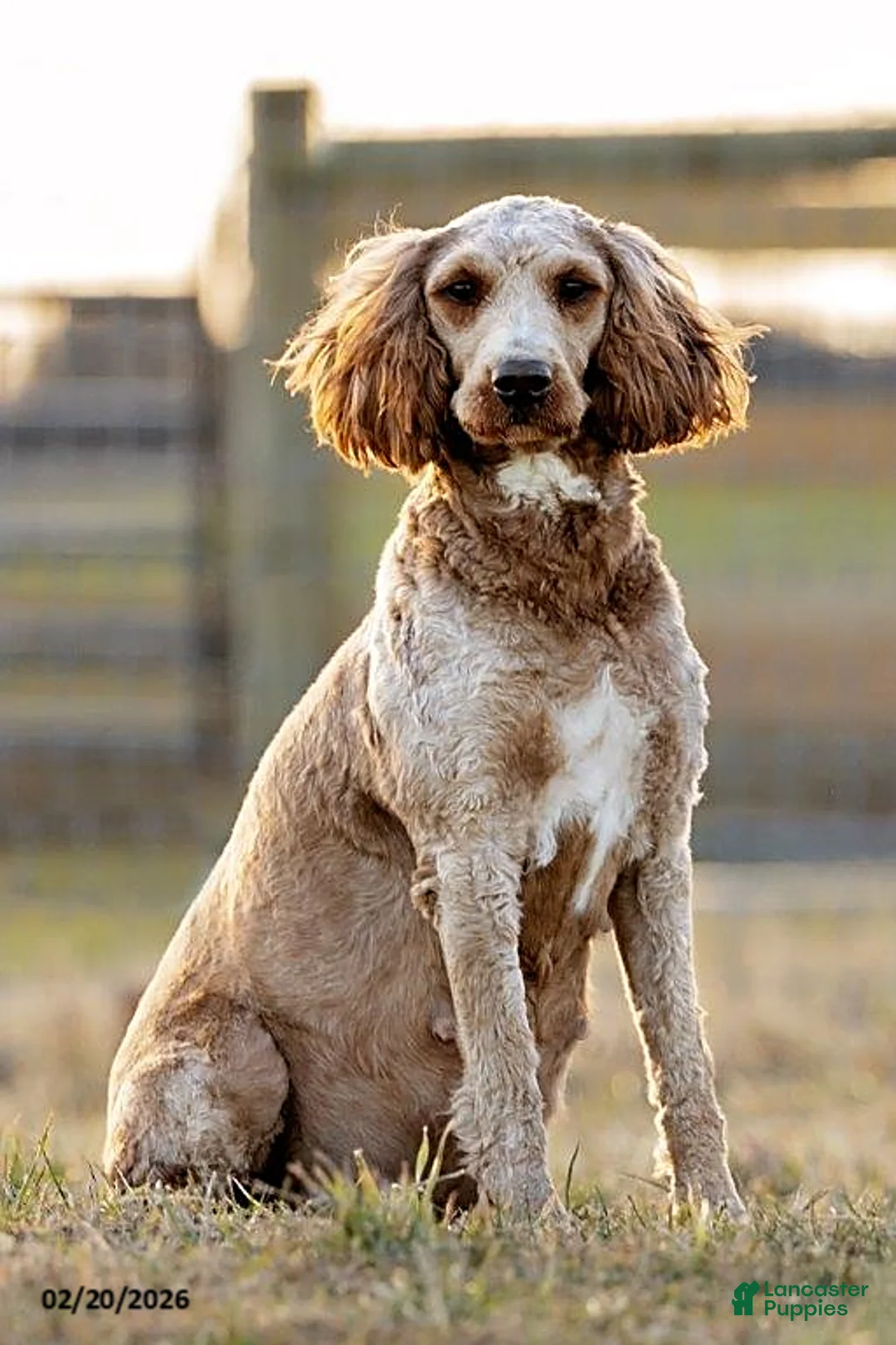 Mini Goldendoodle dogs for sale: Barbie - Ad 4