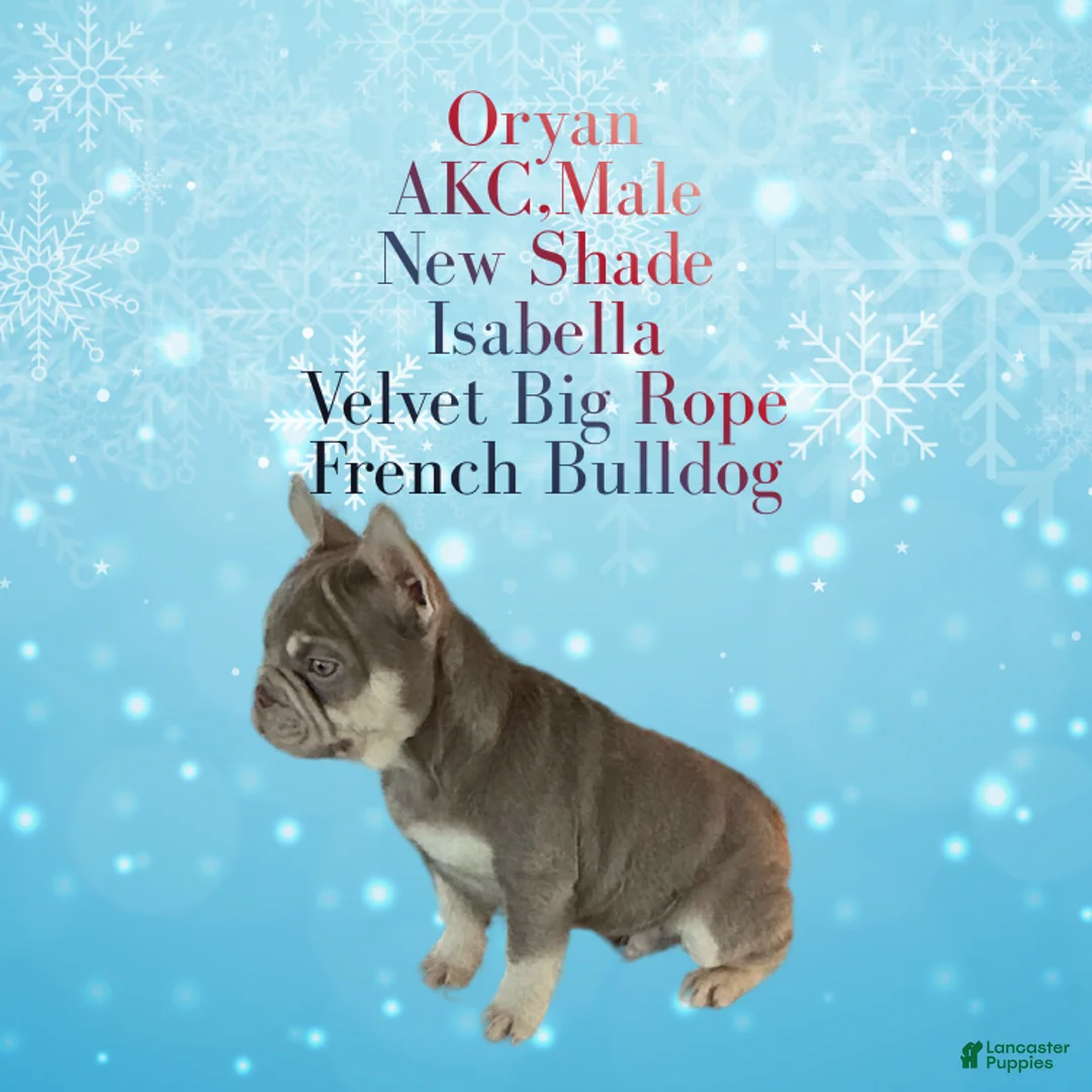 French Bulldog dogs for sale: Orion “Rare Visual Big Rope Frenchie with Tan Points & a Story to Tell” - Ad 4