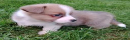 Welsh Corgi Pembroke dogs for sale: Welsh Corgi Pembroke 5 - Ad 3