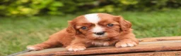Cavalier King Charles Spaniel dogs for sale: Freddy Cavalier King Charles Spaniel  - Ad 8