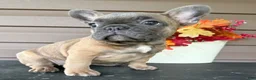 French Bulldog dogs for sale: Savannah - Ad 2