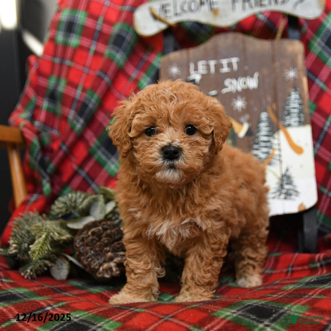 Bichpoo dogs for sale: Nugget - Ad 2