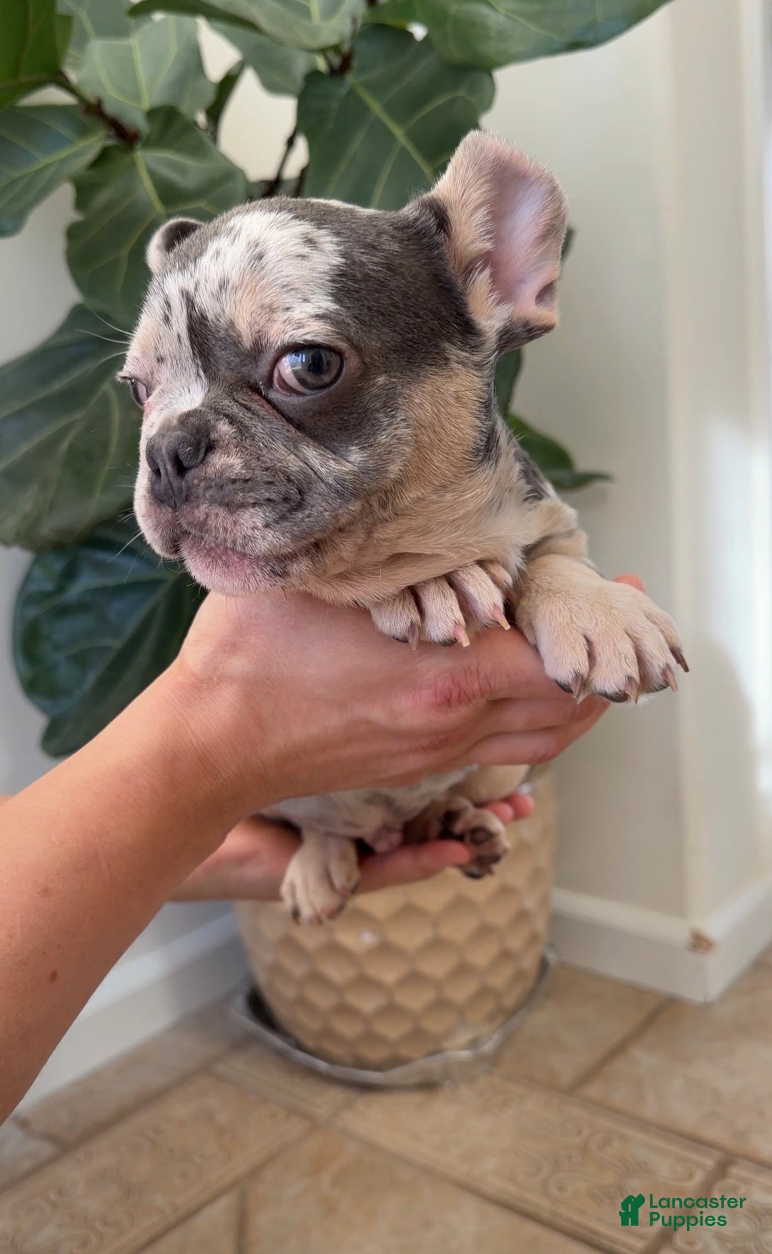 French Bulldog dogs for sale: Myles - Ad 2