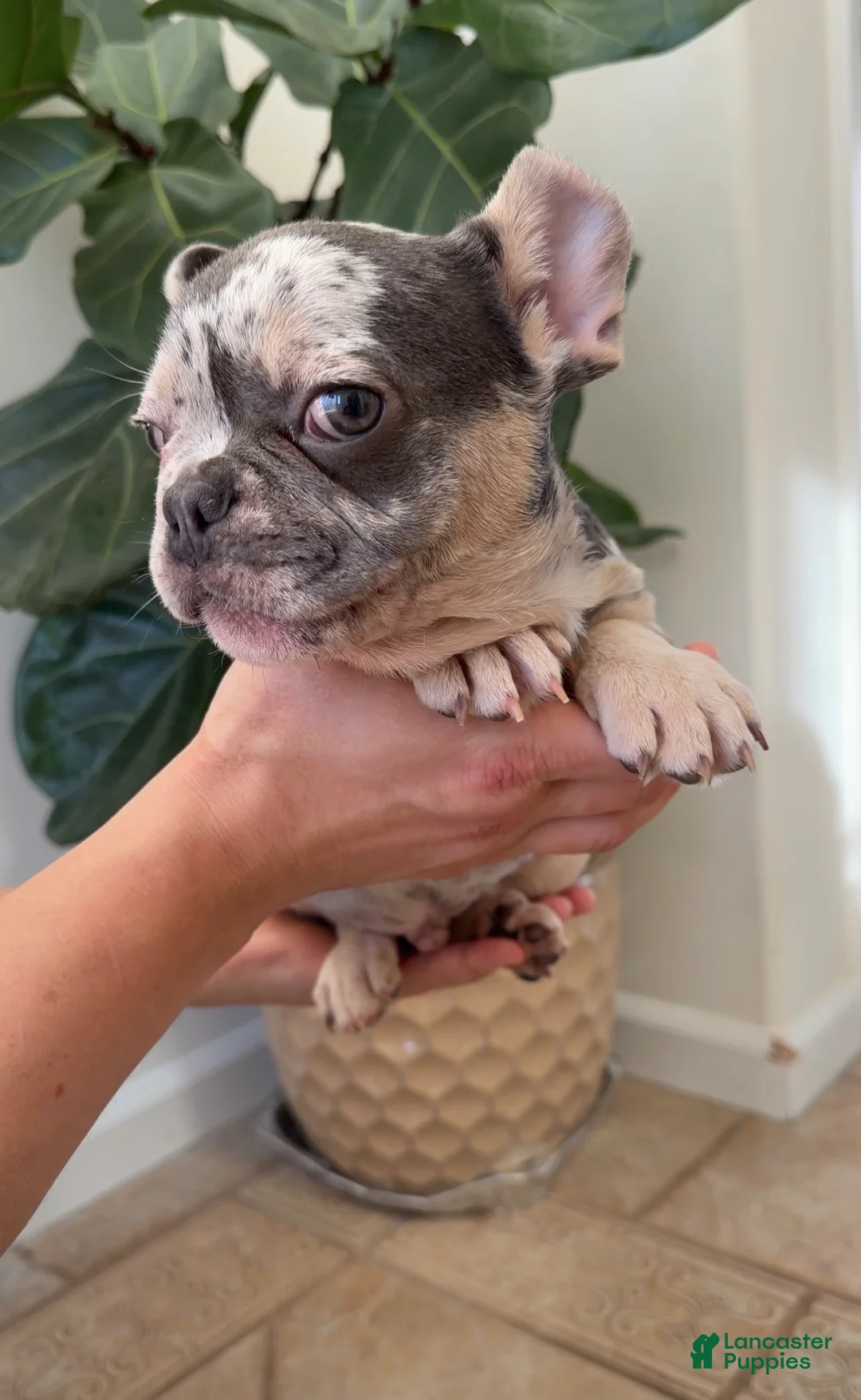 French Bulldog dogs for sale: Myles - Ad 2