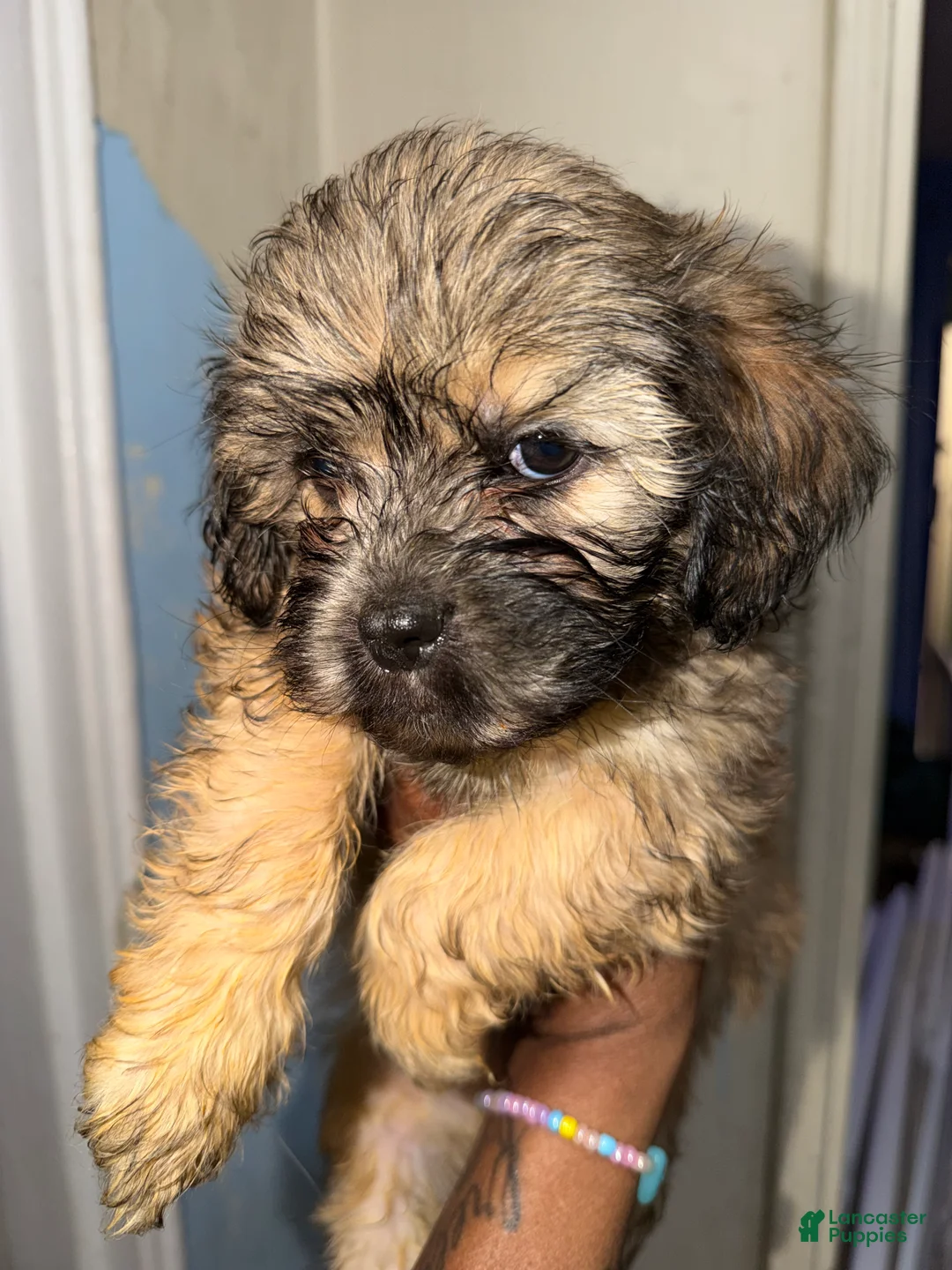 Mixed Breed dogs for sale: Mixed Breed Puppy female - Ad 2
