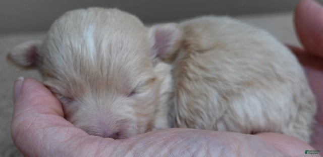 Maltipoo dogs Kyro boy - Ad 11