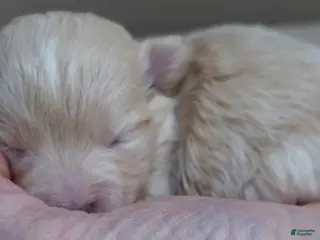 Maltipoo dogs Micro Teacup Kyro - Ad 6