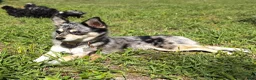 Mixed Breed dogs for sale: Mixed Breed 3 - Ad 2