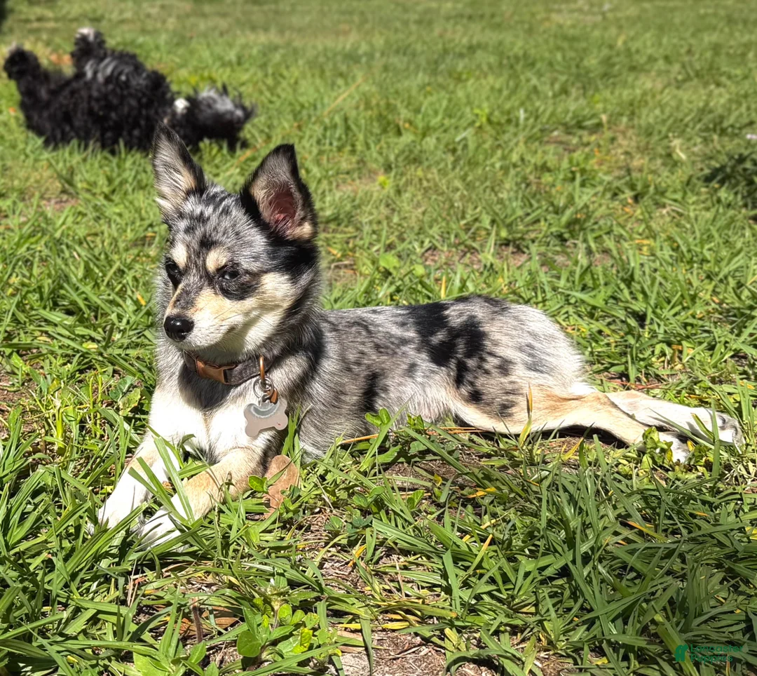 Mixed Breed dogs for sale: Mixed Breed 3 - Ad 2
