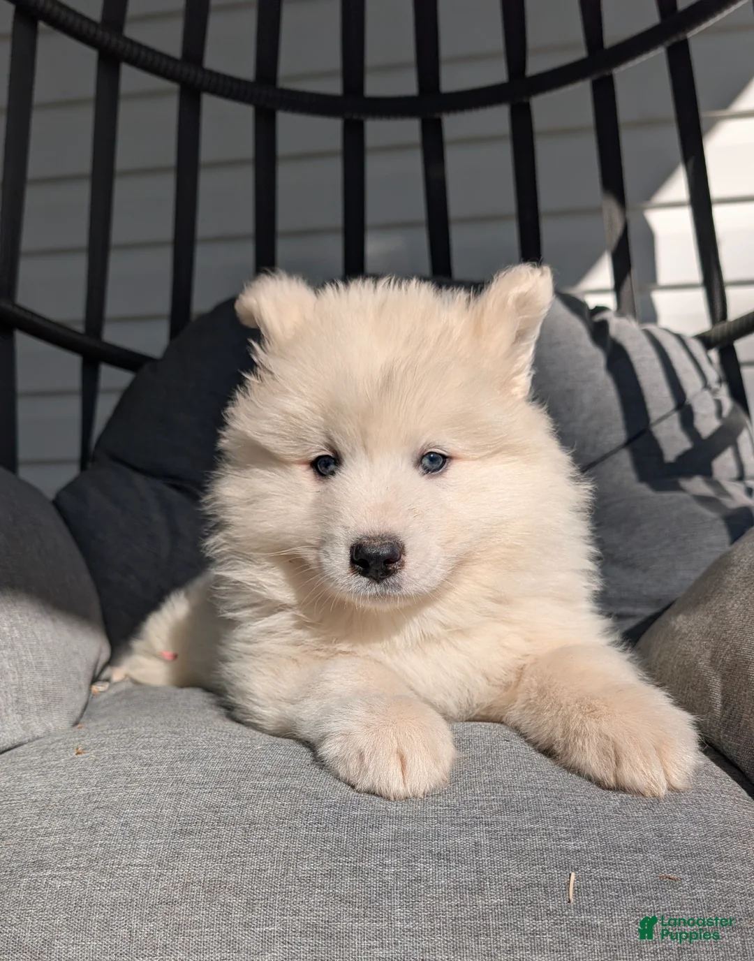 Samoyed dogs for sale: Bentley  - Ad 1