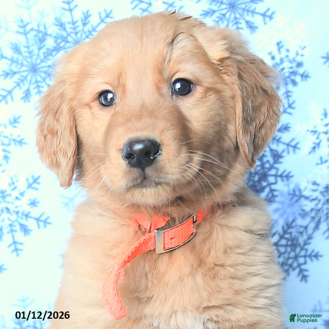 Golden Retriever dogs for sale: Lightning - Ad 3