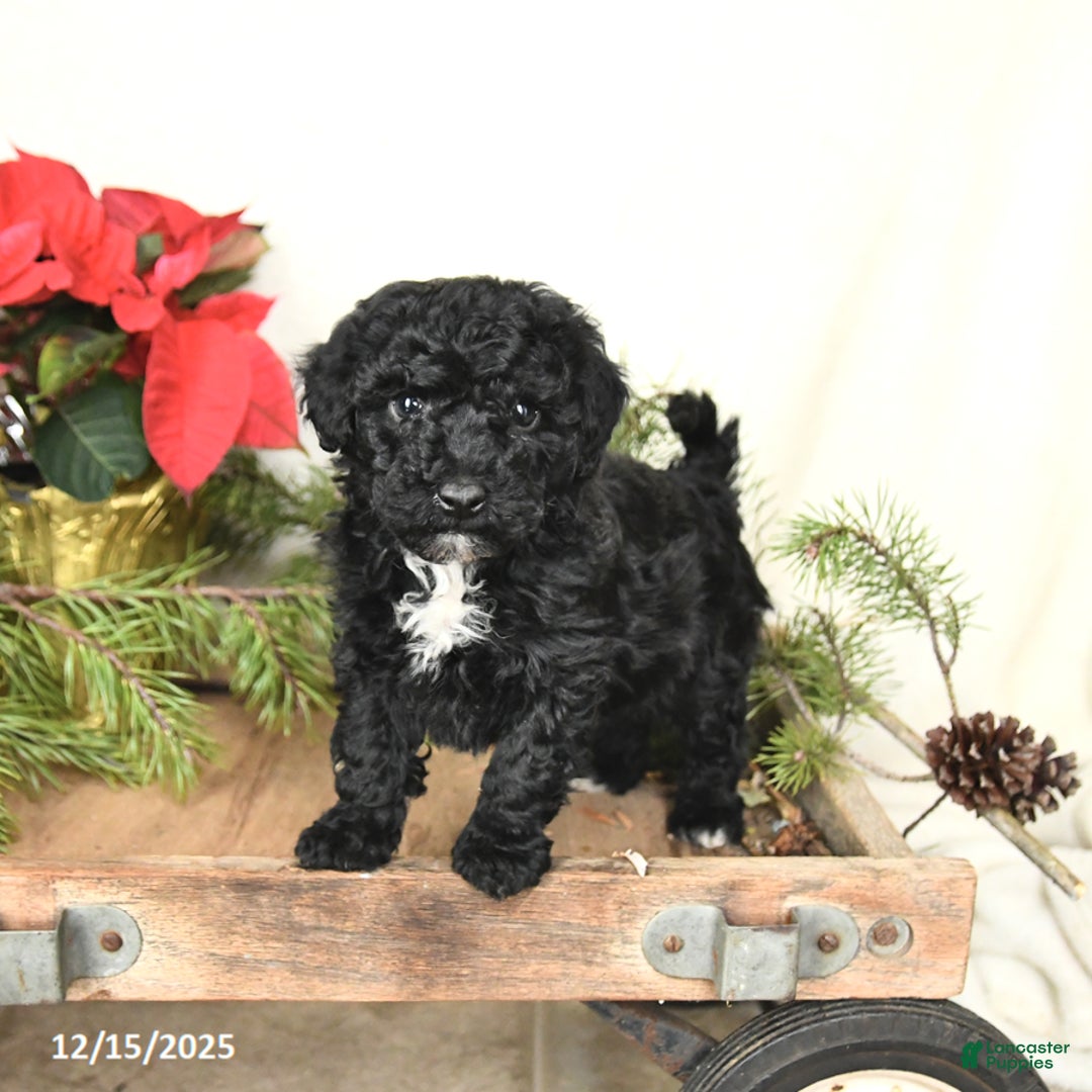 Sheltiedoodle dogs for sale: Shadow - Ad 3