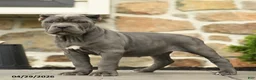 Cane Corso dogs for sale: Suki  - Ad 5