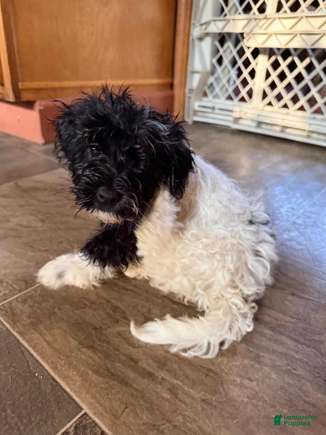 Mixed Breed dogs for sale: Baxter - Ad 2
