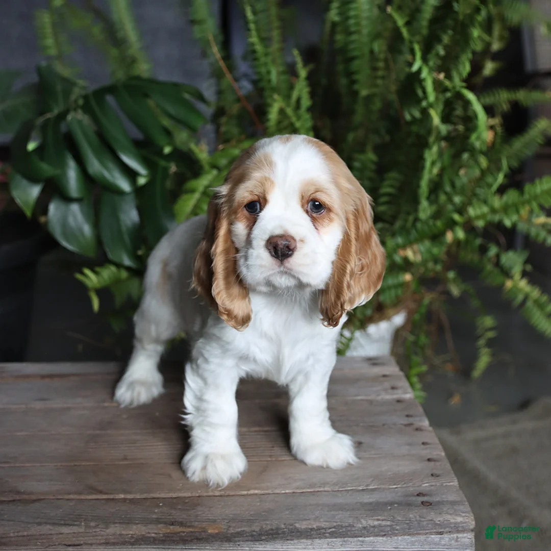 English Cocker Spaniel dogs for sale: Petals - Ad 3