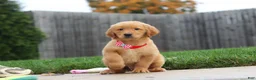 Golden Retriever dogs for sale: Maverick — Your New Golden Best Friend! 🐾 - Ad 2