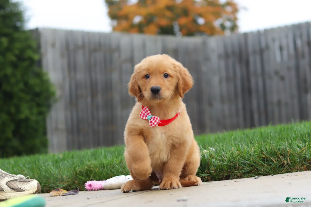 Golden Retriever dogs for sale: Maverick — Your New Golden Best Friend! 🐾 - Ad 2