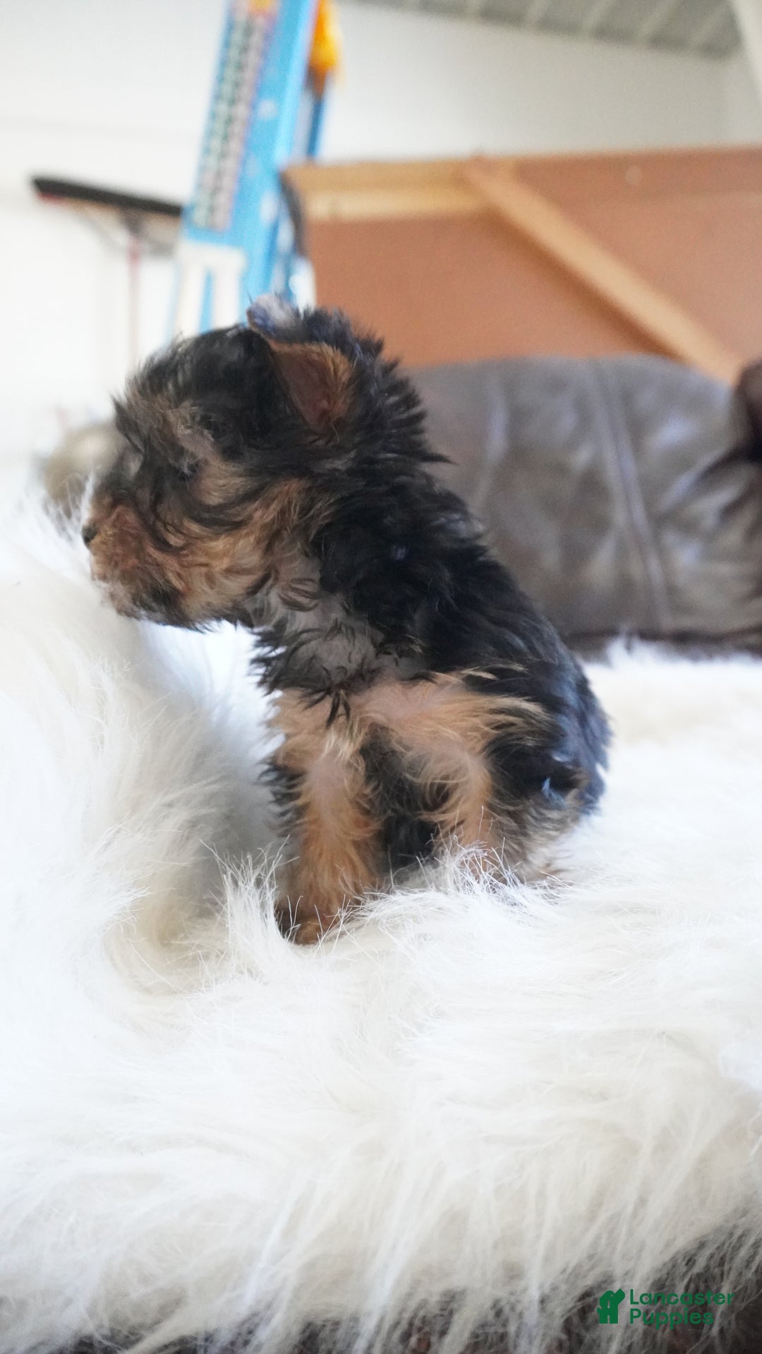 Yorkshire Terrier dogs for sale: Yorkshire Terrier Puppy 1 - Ad 9