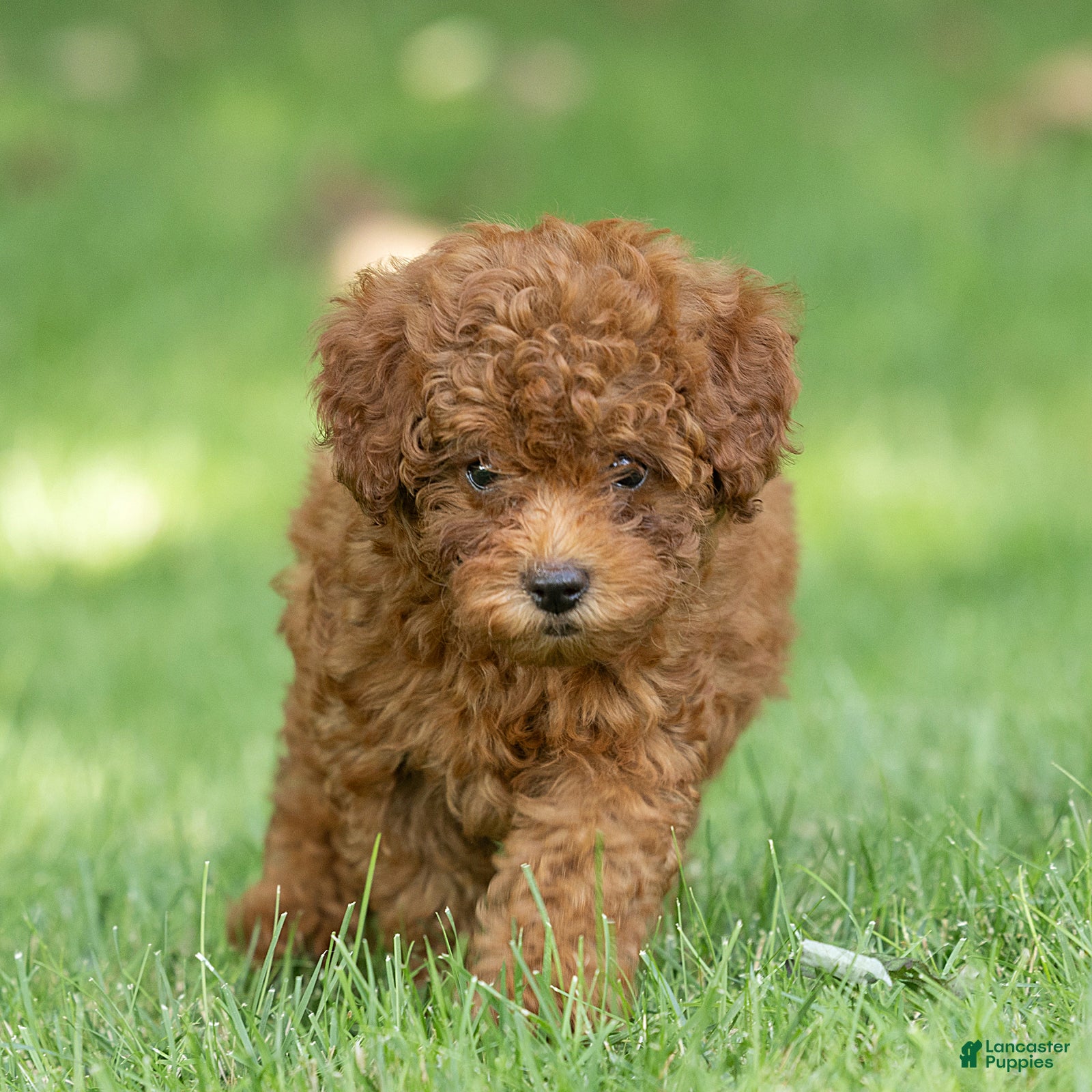 Miniature Poodle dogs Kayla Miniature Poodle  - Ad 2