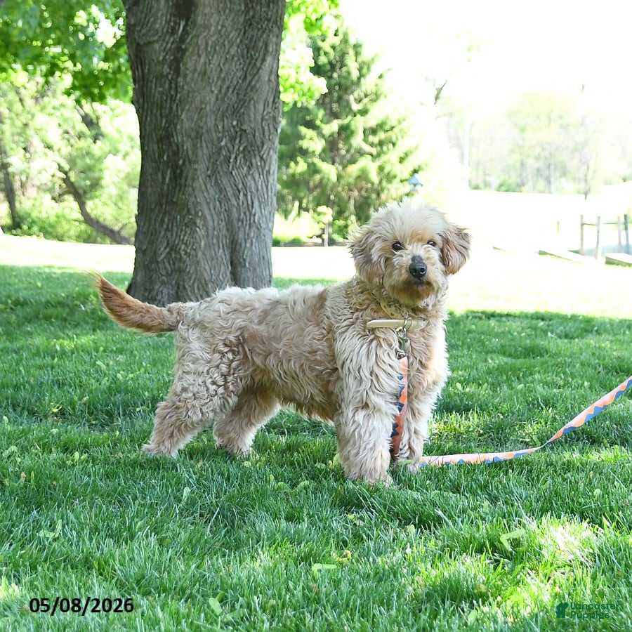 Mini Goldendoodle dogs June - Ad 1