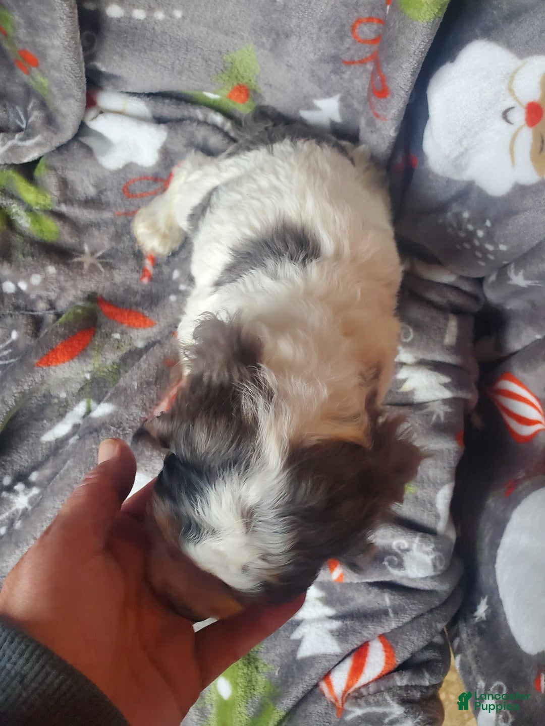 Cocker Spaniel dogs for sale: Ozzy - Ad 5