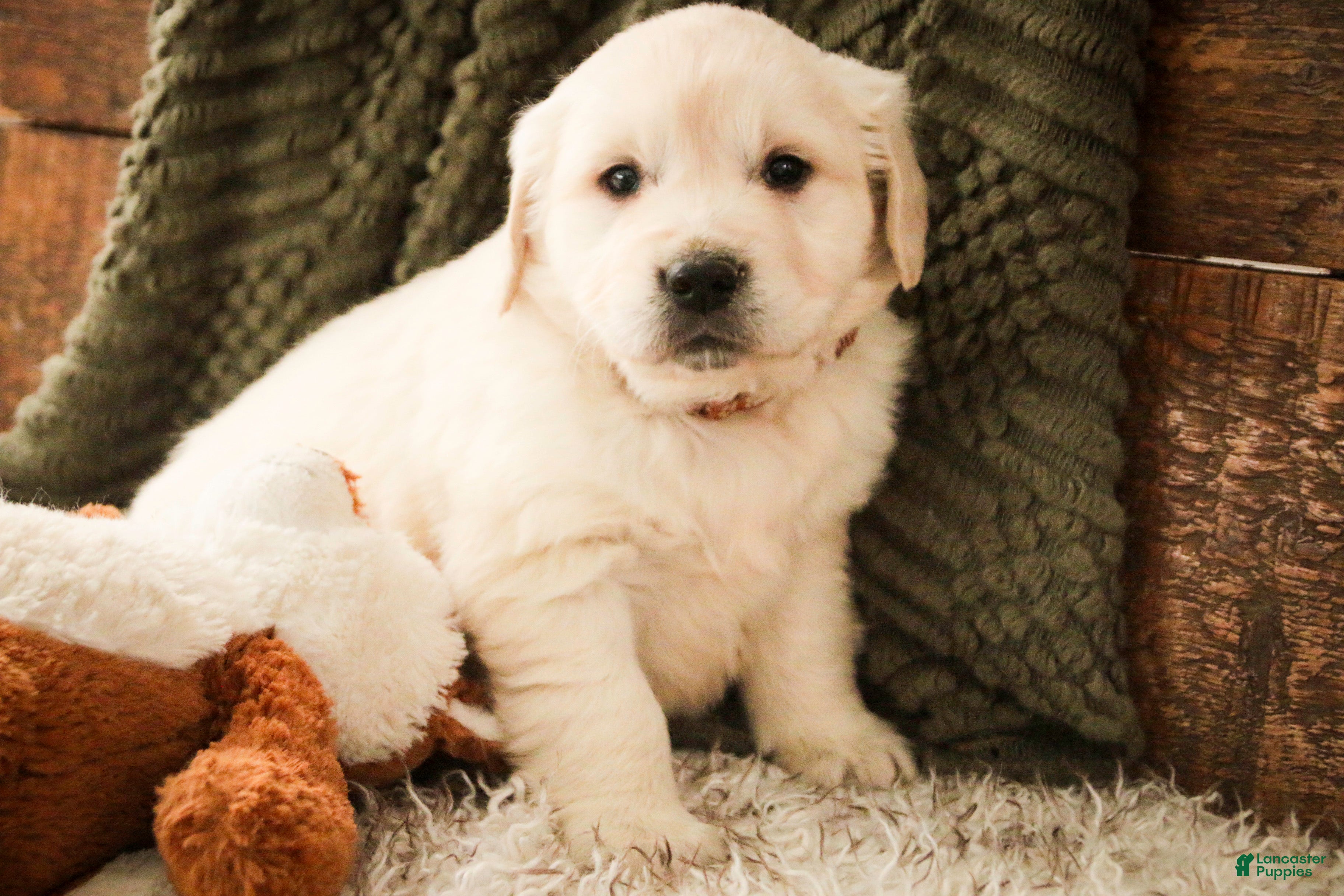 Golden Retriever dogs Rumble - Ad 36