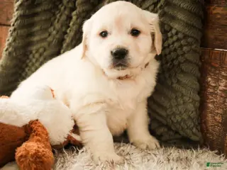 Golden Retriever dogs Rumble - Ad 36