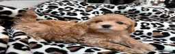 Maltipoo dogs for sale: Cookie  - Ad 2