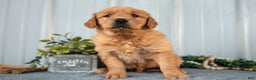 Golden Retriever dogs for sale: Murphy - Ad 1