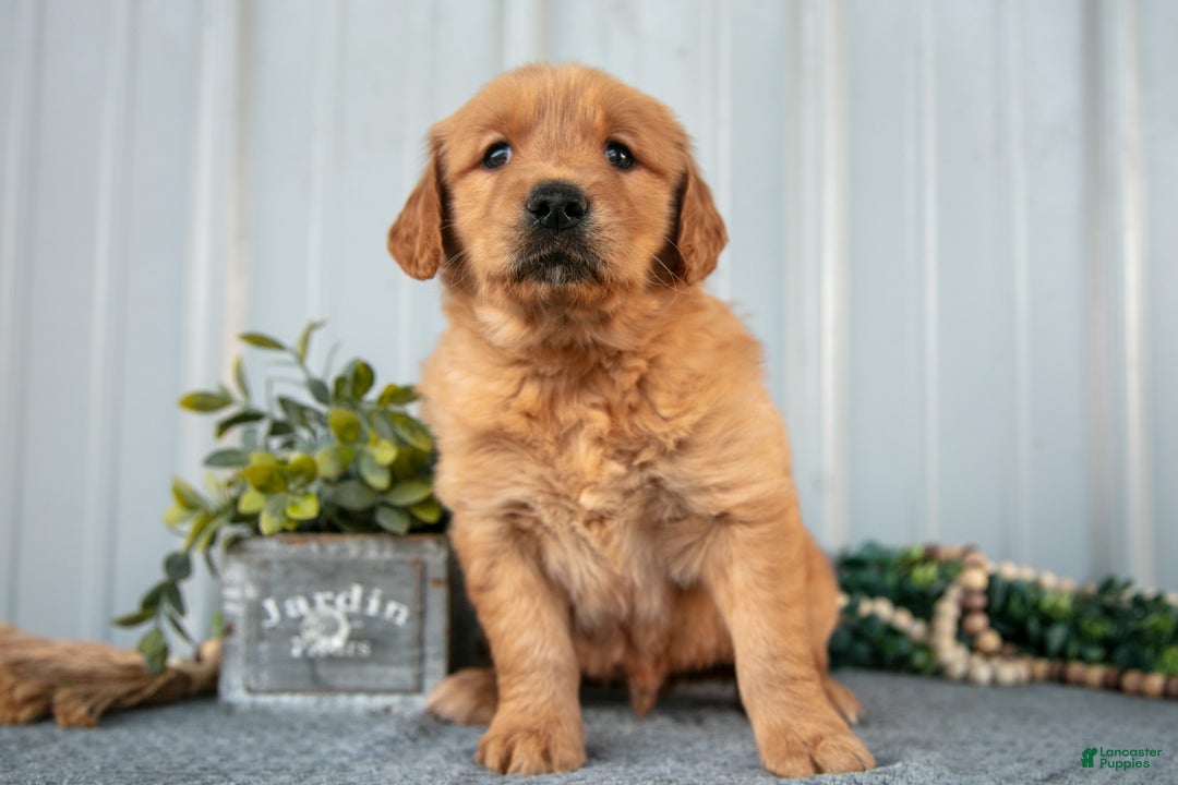 Golden Retriever dogs for sale: Murphy - Ad 1