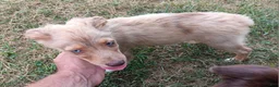 Toy Australian Shepherd dogs for sale: Belle - Ad 4