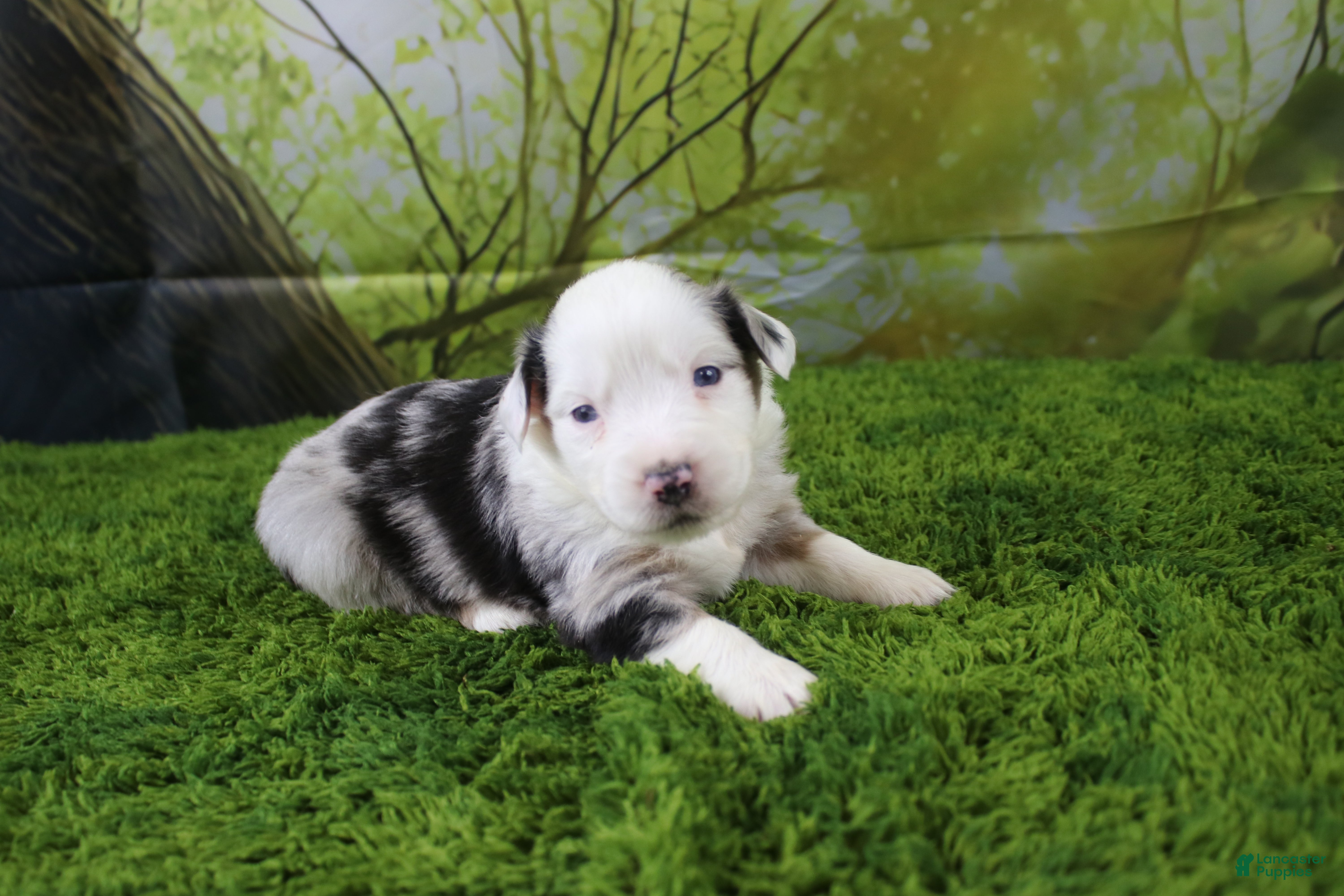 Miniature Australian Shepherd dogs George - Ad 6