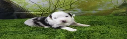 Miniature Australian Shepherd dogs for sale: George - Ad 1