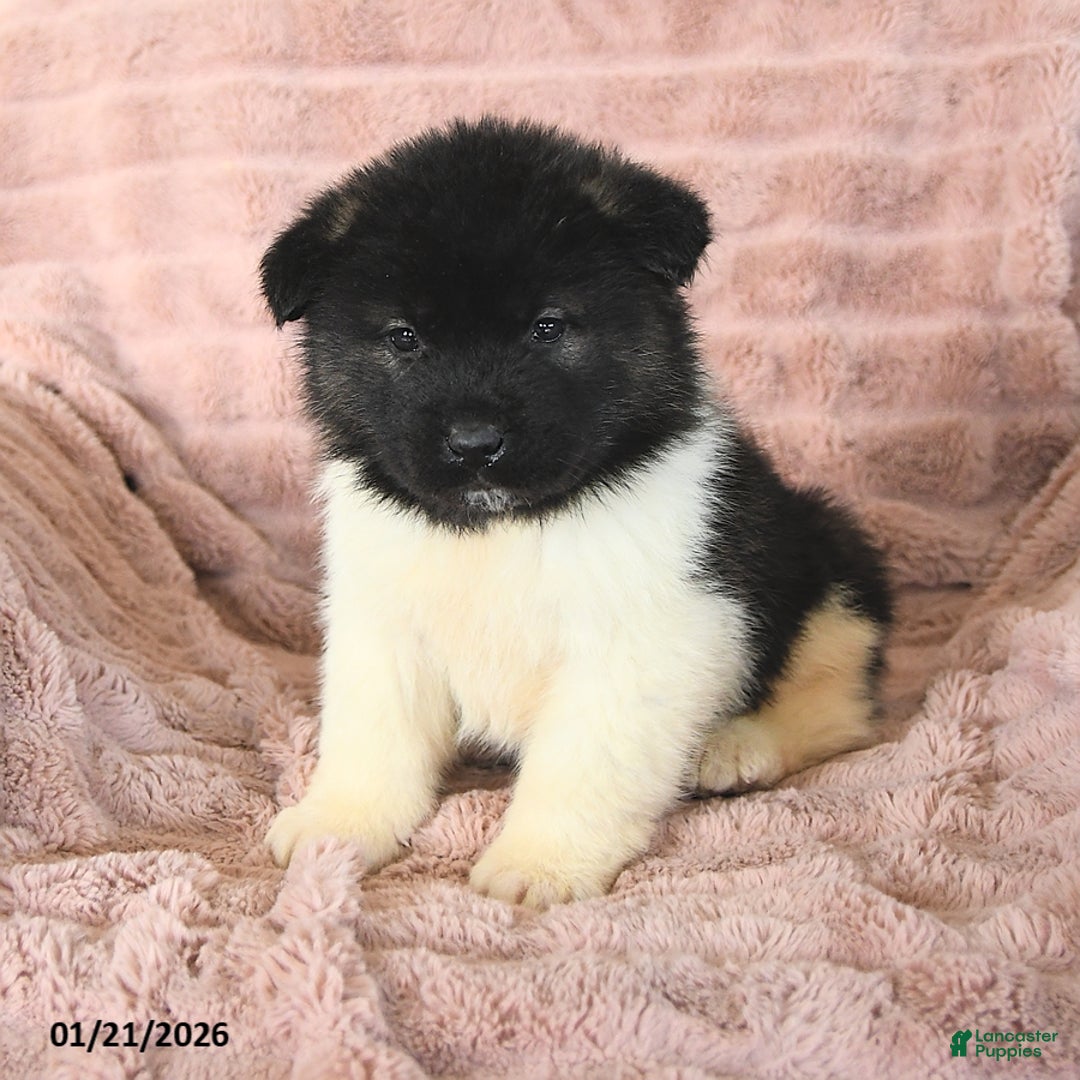 Akita dogs for sale: Falcon - Ad 5
