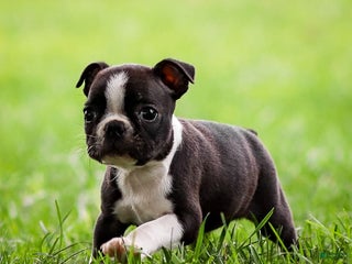 Boston Terrier dogs - Ad 4
