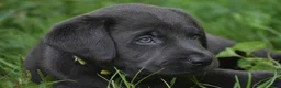 Labrador Retriever dogs for sale: Star - Ad 5