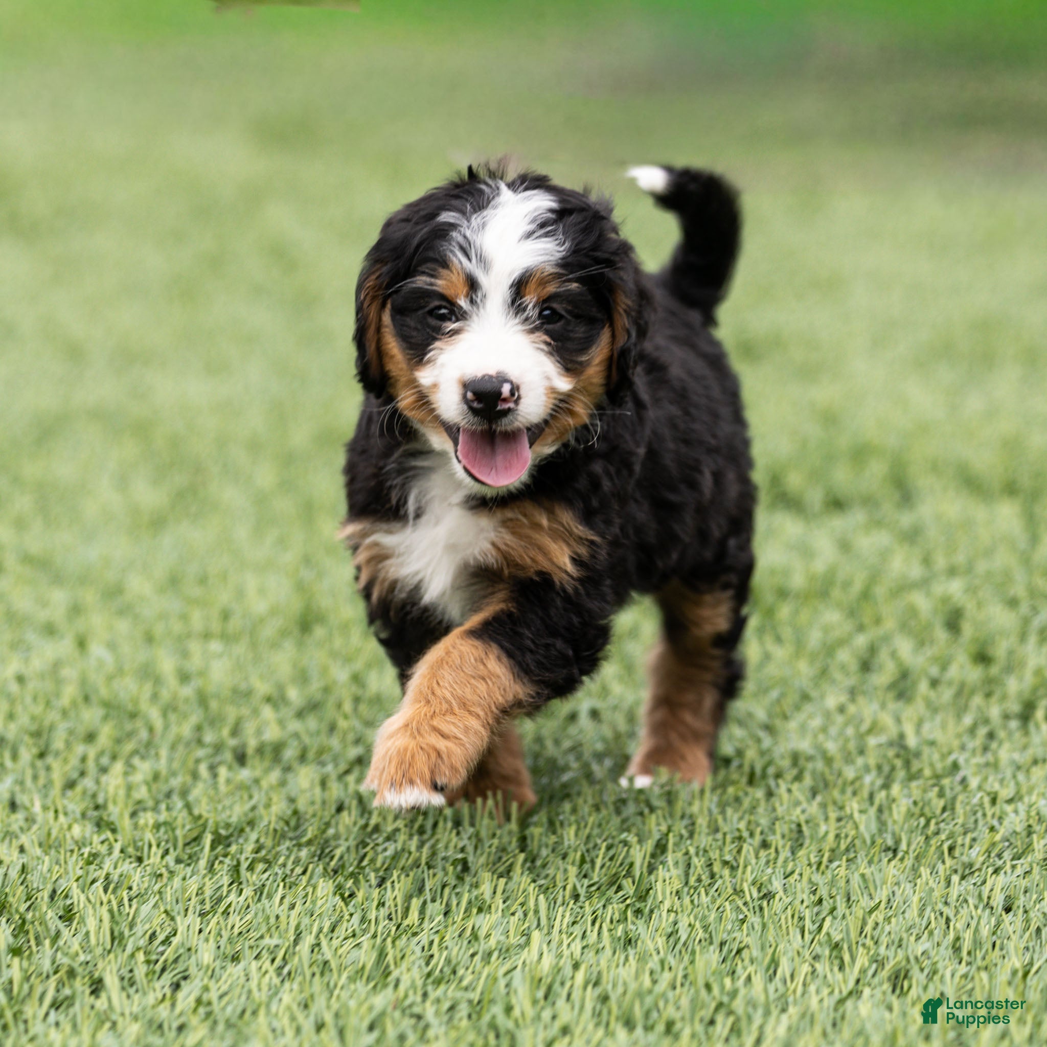 Bernedoodle dogs Slone Bernedoodle Puppy  - Ad 1