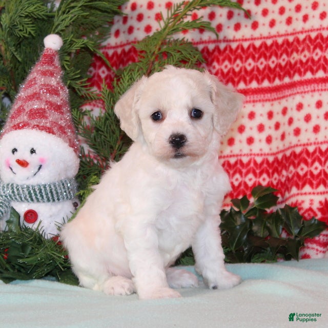 Bichpoo dogs Yetta - Ad 19