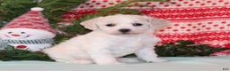 Bichpoo dogs for sale: Yetta - Ad 1
