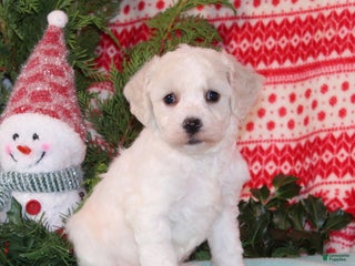 Bichpoo dogs Yetta - Ad 4