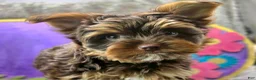 Yorkshire Terrier dogs for sale: Denver - Ad 7