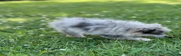 Pomeranian dogs for sale: Ruby - Ad 14