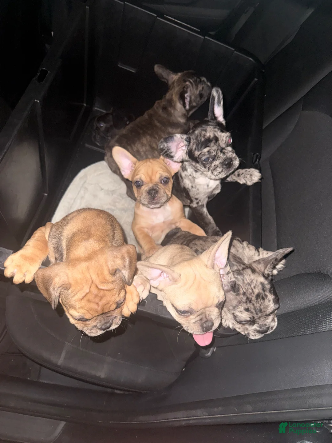 French Bulldog dogs for sale: Rolly - Ad 2