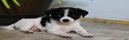 Mixed Breed dogs for sale: Rover - Ad 4