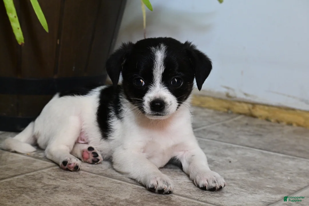 Mixed Breed dogs for sale: Rover - Ad 4